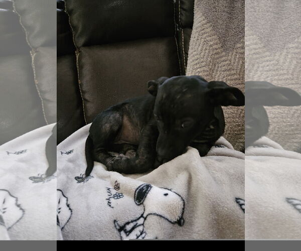 Medium Photo #3 Labrador Retriever-Unknown Mix Puppy For Sale in Tracy City, TN, USA