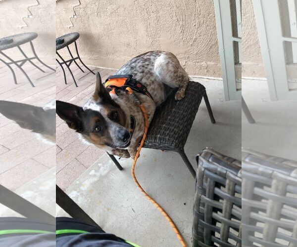 Medium Photo #5 Red Heeler-Unknown Mix Puppy For Sale in Chandler, AZ, USA