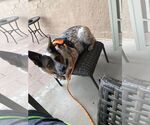 Small #4 Red Heeler Mix