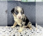 Puppy Boy 2 Australian Shepherd