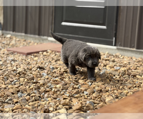 Medium Photo #7 Newfoundland Puppy For Sale in BRADYVILLE, TN, USA