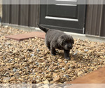 Small Photo #12 Newfoundland Puppy For Sale in BRADYVILLE, TN, USA