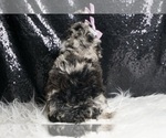 Small #5 Poodle (Miniature)