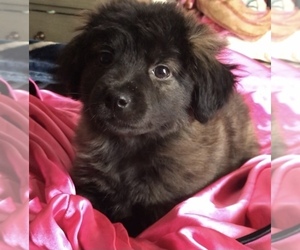 Chow Chow-German Shepherd Dog Mix Puppy for sale in SAN DIEGO, CA, USA