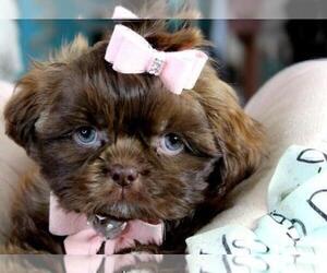 Shih Tzu Puppy for sale in FORT LAUDERDALE, FL, USA
