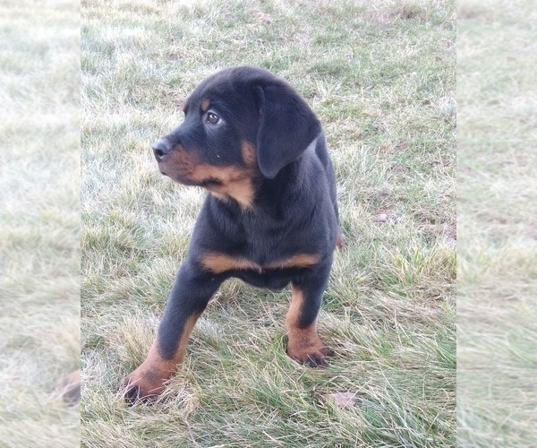 Medium Photo #7 Rottweiler Puppy For Sale in FREDERICKSBURG, OH, USA