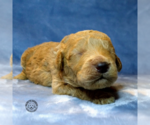 Small Photo #3 Goldendoodle Puppy For Sale in PAULINE, SC, USA