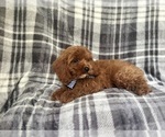 Small #7 Cavapoo