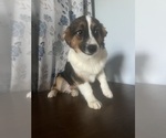 Small #37 Aussie-Corgi