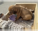 Small #3 Beagle-Shiba Inu Mix