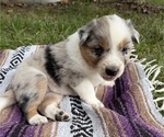 Puppy Male 4 Texas Heeler