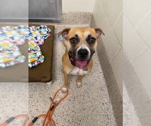 Staffordshire Bull Terrier Dogs for adoption in Brighton, CO, USA