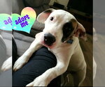 Small #1 American Pit Bull Terrier-American Staffordshire Terrier Mix