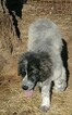 Small Photo #8 Great Pyrenees-Karakachan Mix Puppy For Sale in ALTAVISTA, VA, USA