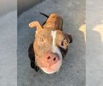 Small #6 American Pit Bull Terrier Mix