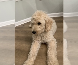 Goldendoodle Puppy for sale in JACKSONVILLE, FL, USA