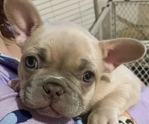 French Bulldog Puppy for sale in SPRING BRANCH, TX, USA