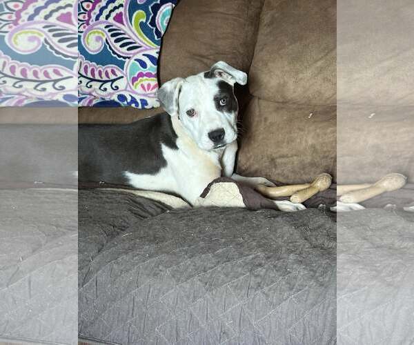 Medium Photo #4 Mutt Puppy For Sale in Greenville, SC, USA