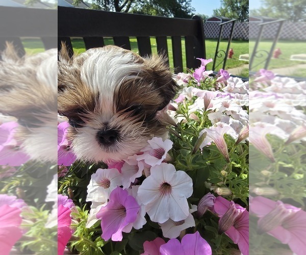 Medium Photo #1 Shih Tzu Puppy For Sale in BUFFALO, NY, USA