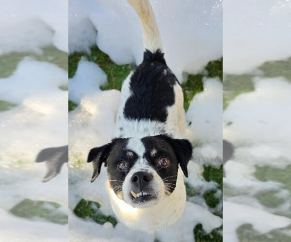 Medium Photo #1 Rat Terrier-Unknown Mix Puppy For Sale in Lakewood, CO, USA