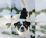 Snaggle - Male Rat Terrier-Unknown Mix Dog for Adoption - Small photo