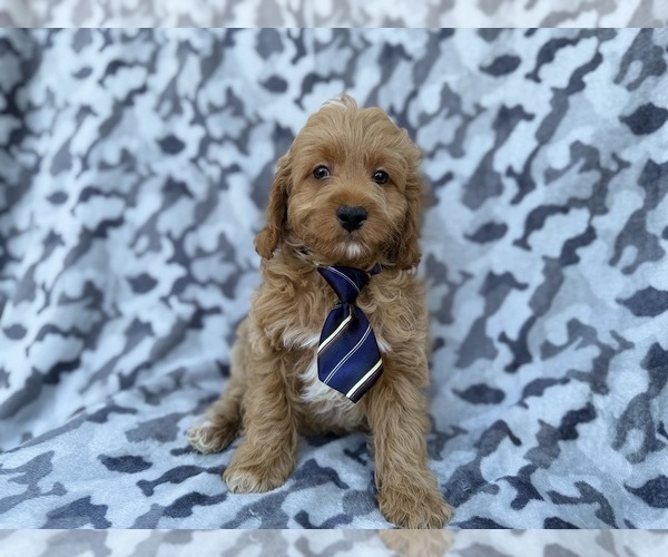 Medium Photo #7 Cock-A-Poo Puppy For Sale in LAKELAND, FL, USA