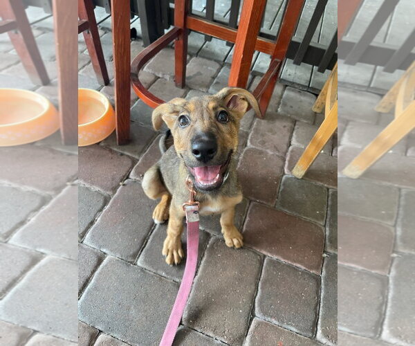 Medium Photo #6 German Shepherd Dog-Unknown Mix Puppy For Sale in Tampa, FL, USA
