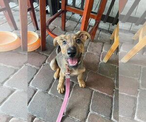 Kona - F - Female German Shepherd Dog-Unknown Mix Dog for Adoption - Photo #6