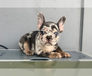 French Bulldog Puppy for sale in SACRAMENTO, CA, USA