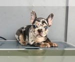 Image preview for Ad Listing. Nickname: Spot