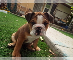 Small Photo #6 Bulldog Puppy For Sale in SANTA ANA, CA, USA