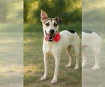 Satis - Female Labrador Retriever-Unknown Mix Dog for Adoption - Small photo