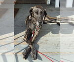 Small #3 Plott Hound
