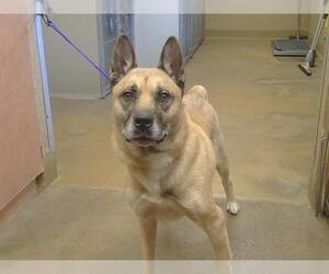 German Shepherd Dog-Unknown Mix Dogs for adoption in Sacramento, CA, USA