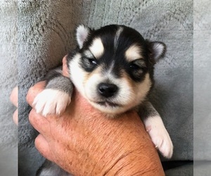 Pomsky Puppy for sale in SAVOY, MA, USA