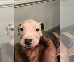 American Pit Bull Terrier Puppy for sale in RICHMOND, VA, USA