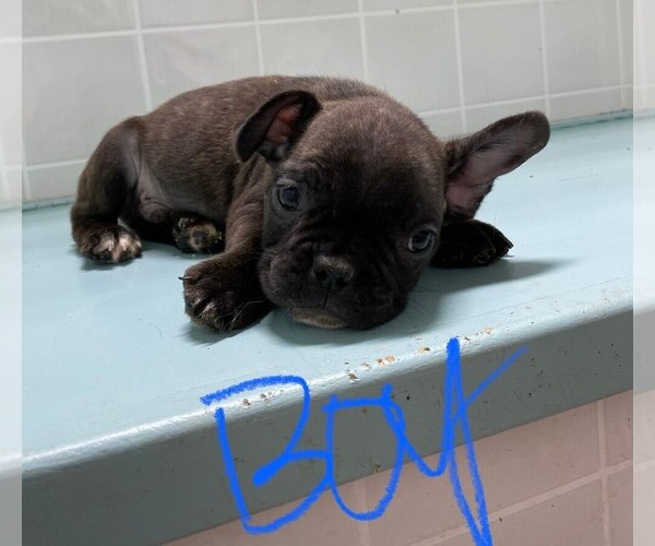 Medium Photo #2 French Bulldog Puppy For Sale in CLARE, IL, USA