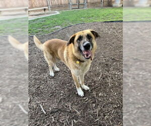 German Shepherd Dog-Unknown Mix Dogs for adoption in Plano, TX, USA