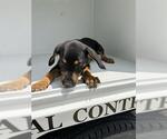 Small German Shepherd Dog