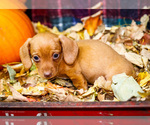Small #9 Dachshund