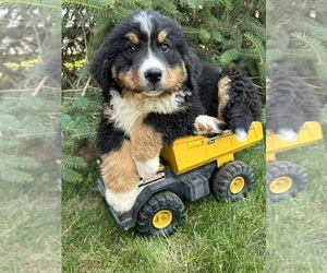 Bernese Mountain Dog Puppy for sale in MIDDLEBURY, IN, USA