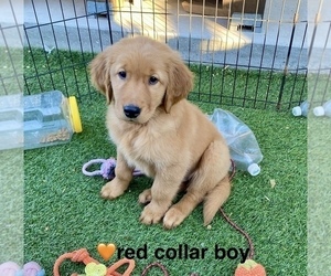 Golden Retriever Puppy for Sale in CHICO, California USA