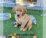 Image preview for Ad Listing. Nickname: Leo