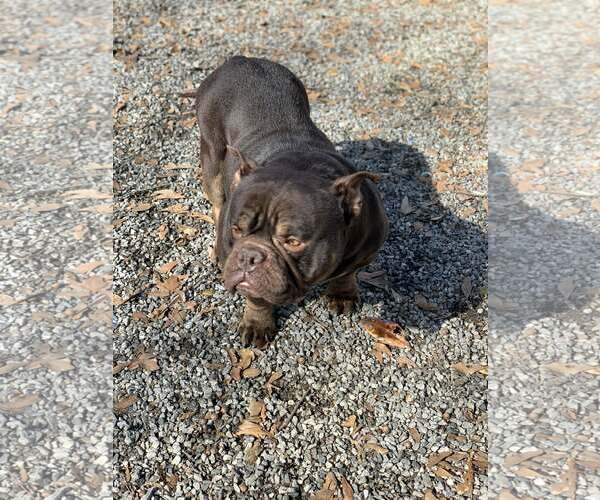 Medium Photo #6 Bulldog-Unknown Mix Puppy For Sale in Hillsboro, NH, USA