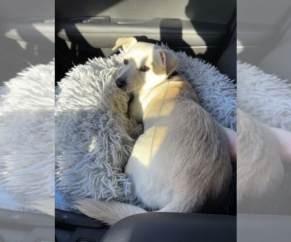 Medium Photo #3 Chiweenie Puppy For Sale in Lakewood, CO, USA