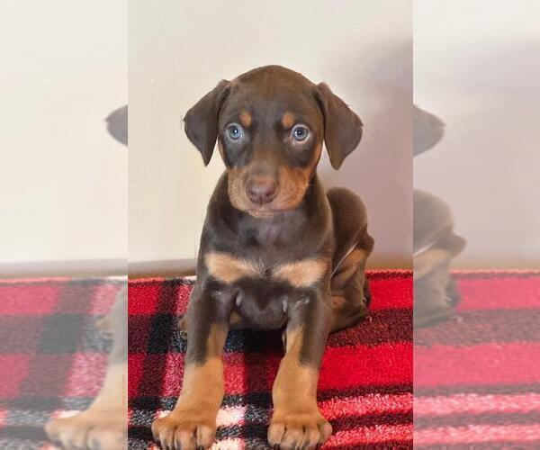 Full screen Photo #9 Doberman Pinscher Puppy For Sale in SANTA ANA, CA, USA