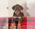 Small Photo #9 Doberman Pinscher Puppy For Sale in SANTA ANA, CA, USA
