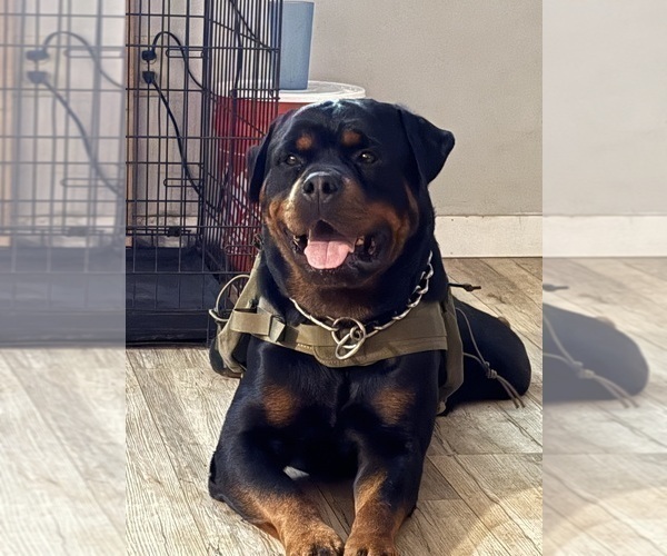 Medium Photo #23 Rottweiler Puppy For Sale in VONORE, TN, USA