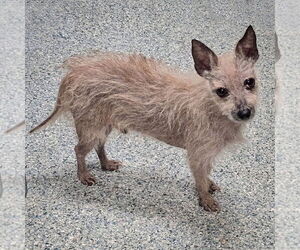 Sanders - Male Chihuahua-Unknown Mix Dog for Adoption - Photo #4