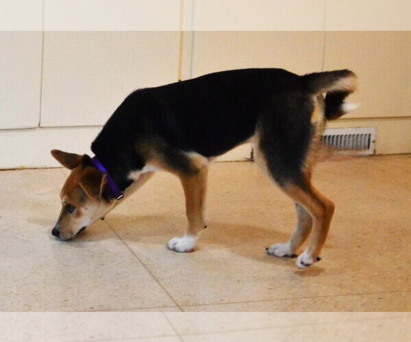 Medium Photo #6 Siberian Husky-Unknown Mix Puppy For Sale in Enfield, CT, USA